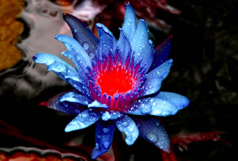 Volcanic Flower Image